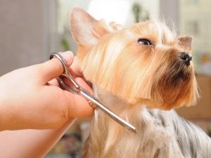 Dog haircut